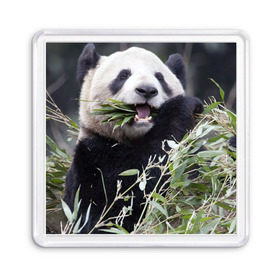 Магнит 55*55 с принтом Панда кушает в Белгороде, Пластик | Размер: 65*65 мм; Размер печати: 55*55 мм | бамбук | животное | медведь