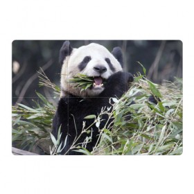 Магнитный плакат 3Х2 с принтом Панда кушает в Белгороде, Полимерный материал с магнитным слоем | 6 деталей размером 9*9 см | бамбук | животное | медведь