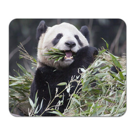 Коврик для мышки прямоугольный с принтом Панда кушает в Белгороде, натуральный каучук | размер 230 х 185 мм; запечатка лицевой стороны | бамбук | животное | медведь