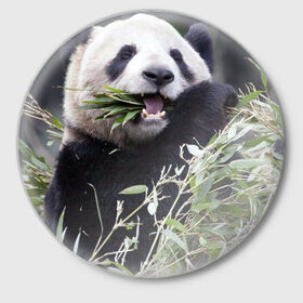 Значок с принтом Панда кушает в Белгороде,  металл | круглая форма, металлическая застежка в виде булавки | Тематика изображения на принте: бамбук | животное | медведь