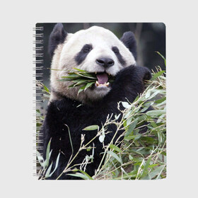 Тетрадь с принтом Панда кушает в Белгороде, 100% бумага | 48 листов, плотность листов — 60 г/м2, плотность картонной обложки — 250 г/м2. Листы скреплены сбоку удобной пружинной спиралью. Уголки страниц и обложки скругленные. Цвет линий — светло-серый
 | бамбук | животное | медведь