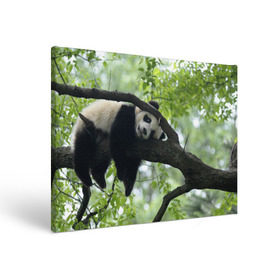 Холст прямоугольный с принтом Панда спит на ветке в Белгороде, 100% ПВХ |  | бамбук | животное | медведь