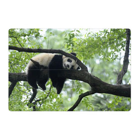 Магнитный плакат 3Х2 с принтом Панда спит на ветке в Белгороде, Полимерный материал с магнитным слоем | 6 деталей размером 9*9 см | Тематика изображения на принте: бамбук | животное | медведь