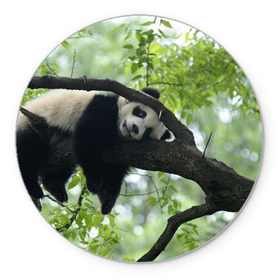 Коврик круглый с принтом Панда спит на ветке в Белгороде, резина и полиэстер | круглая форма, изображение наносится на всю лицевую часть | бамбук | животное | медведь
