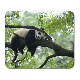 Коврик прямоугольный с принтом Панда спит на ветке в Белгороде, натуральный каучук | размер 230 х 185 мм; запечатка лицевой стороны | бамбук | животное | медведь