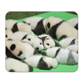 Коврик прямоугольный с принтом Новорожденные панды в Белгороде, натуральный каучук | размер 230 х 185 мм; запечатка лицевой стороны | бамбук | животное | медведь