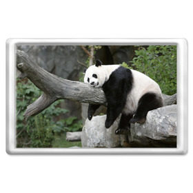 Магнит 45*70 с принтом Большая уставшая панда в Белгороде, Пластик | Размер: 78*52 мм; Размер печати: 70*45 | бамбук | животное | медведь