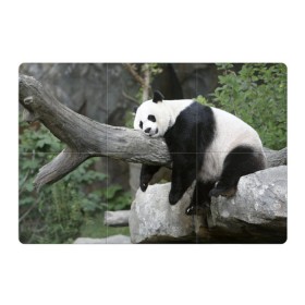 Магнитный плакат 3Х2 с принтом Большая уставшая панда в Белгороде, Полимерный материал с магнитным слоем | 6 деталей размером 9*9 см | бамбук | животное | медведь