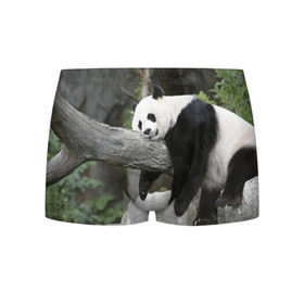 Мужские трусы 3D с принтом Большая уставшая панда в Белгороде, 50% хлопок, 50% полиэстер | классическая посадка, на поясе мягкая тканевая резинка | бамбук | животное | медведь