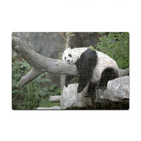 Пазл магнитный 126 элементов с принтом Большая уставшая панда в Белгороде, полимерный материал с магнитным слоем | 126 деталей, размер изделия —  180*270 мм | бамбук | животное | медведь