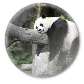 Значок с принтом Большая уставшая панда в Белгороде,  металл | круглая форма, металлическая застежка в виде булавки | бамбук | животное | медведь