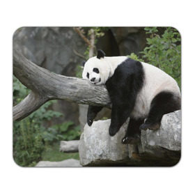 Коврик прямоугольный с принтом Большая уставшая панда в Белгороде, натуральный каучук | размер 230 х 185 мм; запечатка лицевой стороны | бамбук | животное | медведь