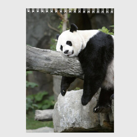 Скетчбук с принтом Большая уставшая панда в Белгороде, 100% бумага
 | 48 листов, плотность листов — 100 г/м2, плотность картонной обложки — 250 г/м2. Листы скреплены сверху удобной пружинной спиралью | бамбук | животное | медведь