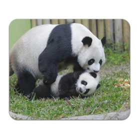 Коврик прямоугольный с принтом Мамочка и сыночек панды в Белгороде, натуральный каучук | размер 230 х 185 мм; запечатка лицевой стороны | бамбук | животное | медведь
