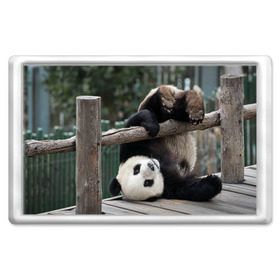 Магнит 45*70 с принтом Паркур панда в Белгороде, Пластик | Размер: 78*52 мм; Размер печати: 70*45 | Тематика изображения на принте: бамбук | животное | медведь