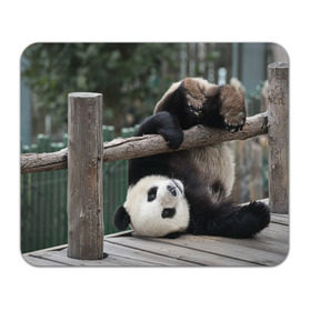 Коврик прямоугольный с принтом Паркур панда в Белгороде, натуральный каучук | размер 230 х 185 мм; запечатка лицевой стороны | бамбук | животное | медведь