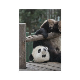 Обложка для паспорта матовая кожа с принтом Паркур панда в Белгороде, натуральная матовая кожа | размер 19,3 х 13,7 см; прозрачные пластиковые крепления | Тематика изображения на принте: бамбук | животное | медведь