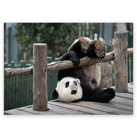 Поздравительная открытка с принтом Паркур панда в Белгороде, 100% бумага | плотность бумаги 280 г/м2, матовая, на обратной стороне линовка и место для марки
 | бамбук | животное | медведь