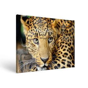 Холст прямоугольный с принтом Леопард в Белгороде, 100% ПВХ |  | Тематика изображения на принте: властелин | глаз | грация | животные | зверь | кот | кошачий | кошки | крупный | леопард | лес | млекопитающее | природа | пятна | рыжий | усатый | усы | фауна | флора | хищник | хозяин | царь джунгли