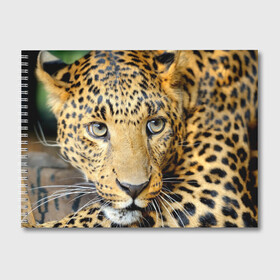 Альбом для рисования с принтом Леопард в Белгороде, 100% бумага
 | матовая бумага, плотность 200 мг. | властелин | глаз | грация | животные | зверь | кот | кошачий | кошки | крупный | леопард | лес | млекопитающее | природа | пятна | рыжий | усатый | усы | фауна | флора | хищник | хозяин | царь джунгли