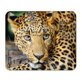 Коврик прямоугольный с принтом Леопард в Белгороде, натуральный каучук | размер 230 х 185 мм; запечатка лицевой стороны | властелин | глаз | грация | животные | зверь | кот | кошачий | кошки | крупный | леопард | лес | млекопитающее | природа | пятна | рыжий | усатый | усы | фауна | флора | хищник | хозяин | царь джунгли