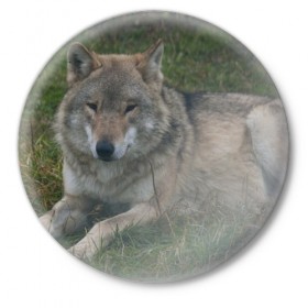 Значок с принтом Серый волк в Белгороде,  металл | круглая форма, металлическая застежка в виде булавки | 