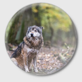 Значок с принтом Серый волк в Белгороде,  металл | круглая форма, металлическая застежка в виде булавки | Тематика изображения на принте: бирюк | волк | волчара | волчица | волчок | глаза | животное | животные | зверь | зеленые | койот | лес | млекопитающее | природа | санитар леса | серый | уши | фауна | хищник | черный | шакал