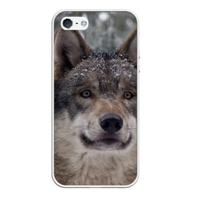 Чехол для iPhone 5/5S матовый с принтом Серый волк в Белгороде, Силикон | Область печати: задняя сторона чехла, без боковых панелей | бирюк | волк | волчара | волчица | волчок | глаза | животное | животные | зверь | зеленые | койот | лес | млекопитающее | природа | санитар леса | серый | уши | фауна | хищник | черный | шакал