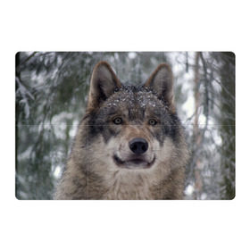Магнитный плакат 3Х2 с принтом Серый волк в Белгороде, Полимерный материал с магнитным слоем | 6 деталей размером 9*9 см | бирюк | волк | волчара | волчица | волчок | глаза | животное | животные | зверь | зеленые | койот | лес | млекопитающее | природа | санитар леса | серый | уши | фауна | хищник | черный | шакал