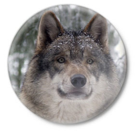 Значок с принтом Серый волк в Белгороде,  металл | круглая форма, металлическая застежка в виде булавки | бирюк | волк | волчара | волчица | волчок | глаза | животное | животные | зверь | зеленые | койот | лес | млекопитающее | природа | санитар леса | серый | уши | фауна | хищник | черный | шакал