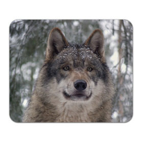 Коврик прямоугольный с принтом Серый волк в Белгороде, натуральный каучук | размер 230 х 185 мм; запечатка лицевой стороны | бирюк | волк | волчара | волчица | волчок | глаза | животное | животные | зверь | зеленые | койот | лес | млекопитающее | природа | санитар леса | серый | уши | фауна | хищник | черный | шакал