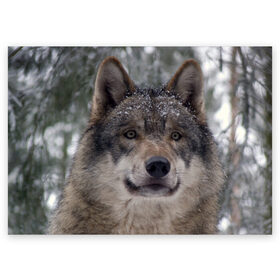Поздравительная открытка с принтом Серый волк в Белгороде, 100% бумага | плотность бумаги 280 г/м2, матовая, на обратной стороне линовка и место для марки
 | бирюк | волк | волчара | волчица | волчок | глаза | животное | животные | зверь | зеленые | койот | лес | млекопитающее | природа | санитар леса | серый | уши | фауна | хищник | черный | шакал