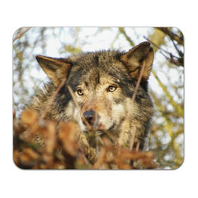 Коврик прямоугольный с принтом Волк в Белгороде, натуральный каучук | размер 230 х 185 мм; запечатка лицевой стороны | бирюк | волк | волчара | волчица | волчок | глаза | животное | животные | зверь | зеленые | койот | лес | млекопитающее | природа | санитар леса | серый | уши | фауна | хищник | черный | шакал