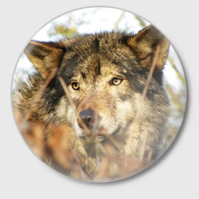 Значок с принтом Волк в Белгороде,  металл | круглая форма, металлическая застежка в виде булавки | бирюк | волк | волчара | волчица | волчок | глаза | животное | животные | зверь | зеленые | койот | лес | млекопитающее | природа | санитар леса | серый | уши | фауна | хищник | черный | шакал
