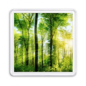 Магнит 55*55 с принтом Солнечный лес в Белгороде, Пластик | Размер: 65*65 мм; Размер печати: 55*55 мм | Тематика изображения на принте: деревья | зелень | лес | лето | лучи солнца | солнце | тайга