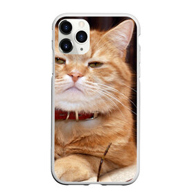 Чехол для iPhone 11 Pro матовый с принтом Рыжий кот в Белгороде, Силикон |  | грустный | добрый | животное | киса | киска кися | кот | котенок | котэ | кошка | красивый | лапа | лапка | ласковый | милый | моська | мурлыка | прикольный | смешной | унылый | усатый | шерсть