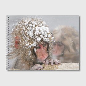 Альбом для рисования с принтом Обезьянка и зима в Белгороде, 100% бумага
 | матовая бумага, плотность 200 мг. | бабуин | гамадрил | гиббон | горилла | гуманоид | дарвин | животное | зоопарк | кинг конг | мартышка | маугли | обезьяна | орангутанг | предок | примат | рожа | хомо сапиенс | шимпанзе