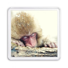 Магнит 55*55 с принтом Обезьянка спит в Белгороде, Пластик | Размер: 65*65 мм; Размер печати: 55*55 мм | бабуин | животное | обезьяна | орангутанг | примат
