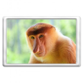 Магнит 45*70 с принтом Рыжая обезьяна в Белгороде, Пластик | Размер: 78*52 мм; Размер печати: 70*45 | 