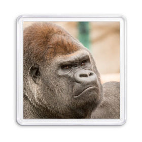 Магнит 55*55 с принтом Обезьяна в Белгороде, Пластик | Размер: 65*65 мм; Размер печати: 55*55 мм | Тематика изображения на принте: горилла | животное | обезьяна | примат