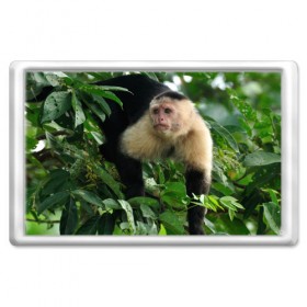 Магнит 45*70 с принтом Обезьянка в джунглях в Белгороде, Пластик | Размер: 78*52 мм; Размер печати: 70*45 | бабуин | гамадрил | гиббон | горилла | гуманоид | дарвин | животное | зоопарк | кинг конг | мартышка | маугли | обезьяна | орангутанг | предок | примат | рожа | хомо сапиенс | шимпанзе