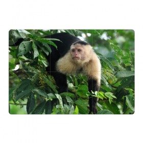 Магнитный плакат 3Х2 с принтом Обезьянка в джунглях в Белгороде, Полимерный материал с магнитным слоем | 6 деталей размером 9*9 см | бабуин | гамадрил | гиббон | горилла | гуманоид | дарвин | животное | зоопарк | кинг конг | мартышка | маугли | обезьяна | орангутанг | предок | примат | рожа | хомо сапиенс | шимпанзе