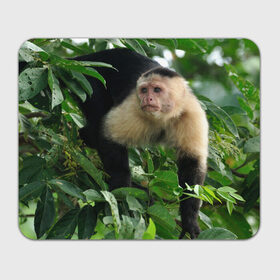 Коврик прямоугольный с принтом Обезьянка в джунглях в Белгороде, натуральный каучук | размер 230 х 185 мм; запечатка лицевой стороны | бабуин | гамадрил | гиббон | горилла | гуманоид | дарвин | животное | зоопарк | кинг конг | мартышка | маугли | обезьяна | орангутанг | предок | примат | рожа | хомо сапиенс | шимпанзе