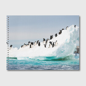Альбом для рисования с принтом Пингвины на айсберге в Белгороде, 100% бумага
 | матовая бумага, плотность 200 мг. | айсберг | антарктида | антарктика | арктика | буревестник | глупый | императорский | клюв | королевский | крылья | ласты | лёд | линукс | океан | пилигрим | полюс | птица | север | снег | умка | фрак