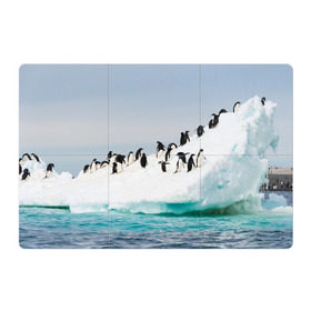 Магнитный плакат 3Х2 с принтом Пингвины на айсберге в Белгороде, Полимерный материал с магнитным слоем | 6 деталей размером 9*9 см | Тематика изображения на принте: айсберг | антарктида | антарктика | арктика | буревестник | глупый | императорский | клюв | королевский | крылья | ласты | лёд | линукс | океан | пилигрим | полюс | птица | север | снег | умка | фрак