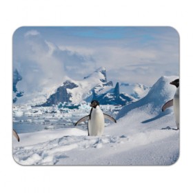 Коврик прямоугольный с принтом Пингвин в горах в Белгороде, натуральный каучук | размер 230 х 185 мм; запечатка лицевой стороны | айсберг | антарктида | антарктика | арктика | буревестник | глупый | императорский | клюв | королевский | крылья | ласты | лёд | линукс | океан | пилигрим | полюс | птица | север | снег | умка | фрак
