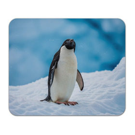 Коврик прямоугольный с принтом Пингвин на айсберге в Белгороде, натуральный каучук | размер 230 х 185 мм; запечатка лицевой стороны | айсберг | антарктида | антарктика | арктика | буревестник | глупый | императорский | клюв | королевский | крылья | ласты | лёд | линукс | океан | пилигрим | полюс | птица | север | снег | умка | фрак