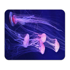 Коврик прямоугольный с принтом Розовые медузы в Белгороде, натуральный каучук | размер 230 х 185 мм; запечатка лицевой стороны | аквариум | вода | дайвинг | милые | море | океан | плывет | подводный мир | рыбалка | рыбка | рыбы | стая | фауна