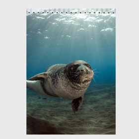 Скетчбук с принтом Тюлень под водой в Белгороде, 100% бумага
 | 48 листов, плотность листов — 100 г/м2, плотность картонной обложки — 250 г/м2. Листы скреплены сверху удобной пружинной спиралью | Тематика изображения на принте: вода | дайвинг | жирный | косяк | красивые | милые | море | морская | морской котик | океан | плывет | подводный мир | прикольные | речная | рыба | рыбалка | стая | тюлень | усатый кот | фауна | чешуя