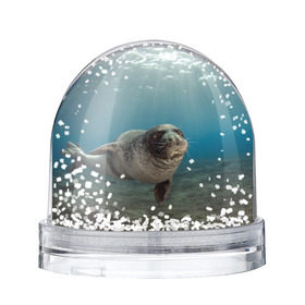Снежный шар с принтом Тюлень под водой в Белгороде, Пластик | Изображение внутри шара печатается на глянцевой фотобумаге с двух сторон | Тематика изображения на принте: вода | дайвинг | жирный | косяк | красивые | милые | море | морская | морской котик | океан | плывет | подводный мир | прикольные | речная | рыба | рыбалка | стая | тюлень | усатый кот | фауна | чешуя